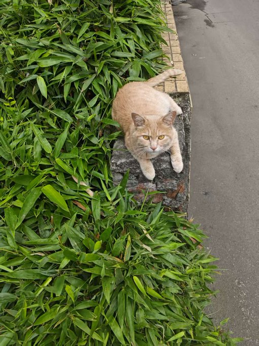 A cream-colored cat with yellow eyes lying on a stone ledge next to lush green grass, looking up at the camera.