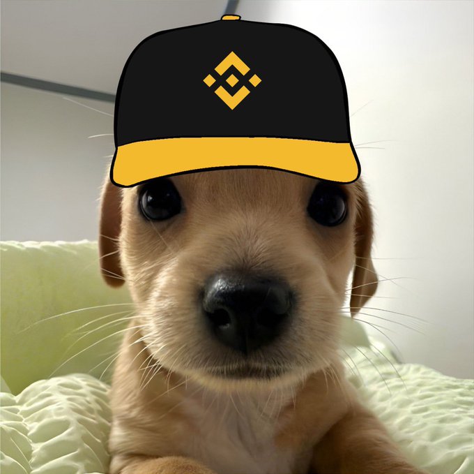 A close-up of a golden retriever puppy lying on a green textured blanket, with a digitally added black and yellow baseball cap featuring the Binance logo on its head.