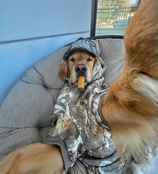 A golden retriever wearing a camouflage hoodie and a black cap with "UEGA HOUSE" text lounges on a cushion while holding a cigar in its mouth, with another dog's tail visible in the foreground.