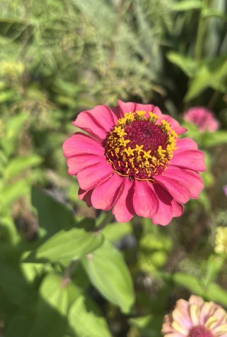A vibrant pink zinnia flower with a yellow and dark red center blooms in a sunlit garden.