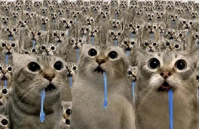 A popular internet meme featuring rows of wide-eyed cats with blue drool dripping from their mouths.