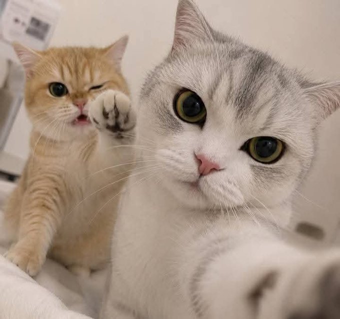 Two cats take a close-up selfie, with a white and grey cat in the foreground and an orange tabby cat behind it appearing to reach toward the camera.
