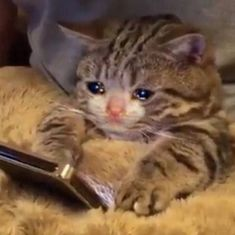 A small tabby kitten with blue eyes lying on a fluffy tan blanket, holding onto a pen with its paws.