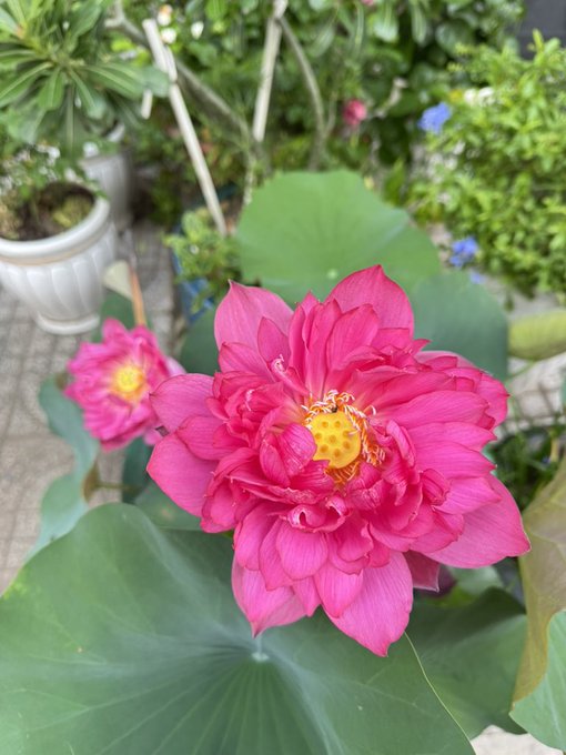Close-up photograph of a vibrant pink lotus flower in bloom with a yellow center, surrounded by green lotus leaves in what appears to be a garden or nursery setting.