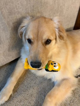A golden retriever lies on a beige couch holding a small plush toy that resembles Jake the Dog from Adventure Time in its mouth.