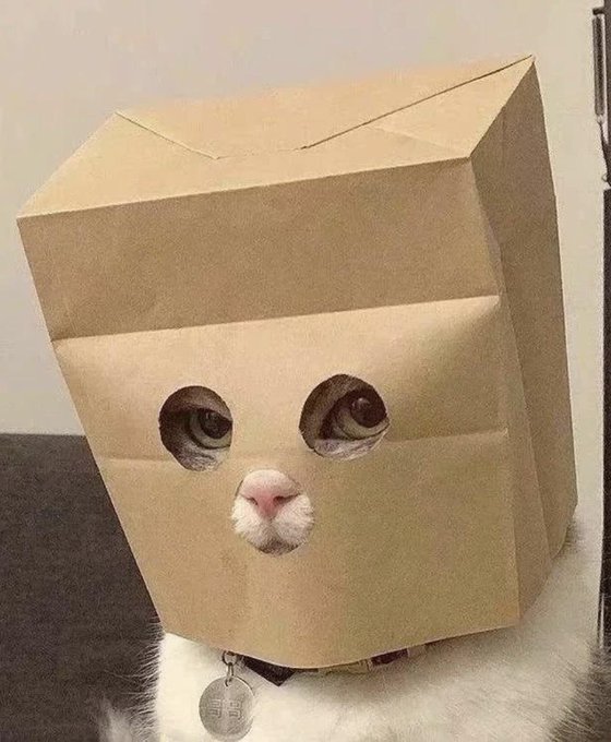 A cat wears a paper bag over its head with holes cut out for the eyes and nose, comically resembling a trader's anxious expression while monitoring a volatile ticker.

The image humorously connects to the post about "$CATE flipping $ZCAT," using the costumed cat to personify the tense, watchful vibe of a meme-stock or crypto community watching a token flip occur in real time.