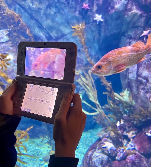 A person holds a Nintendo 3DS XL, photographing a vibrant orange fish in an aquarium, with the fish appearing on both the upper screen and in the tank beside it.