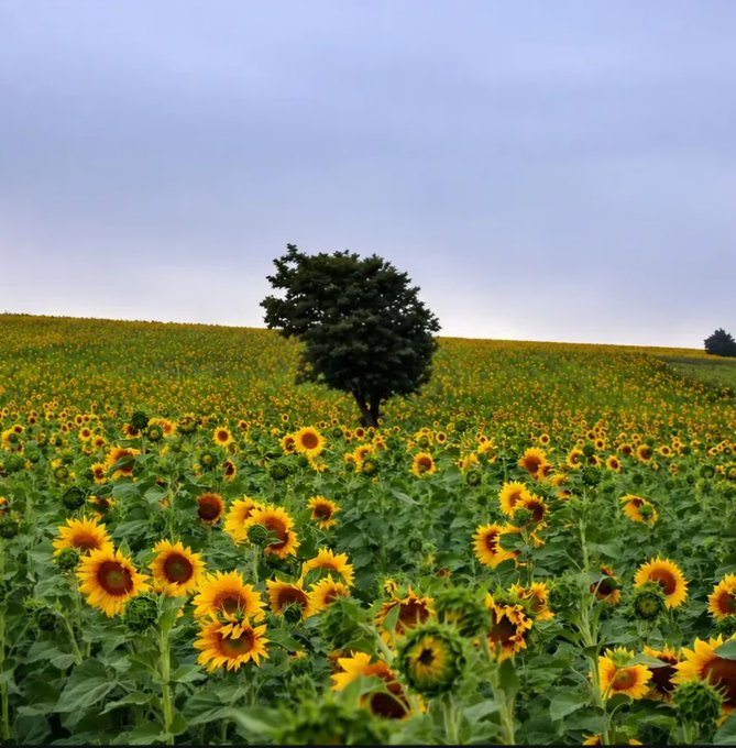 A scenic landscape featuring a field of bright yellow sunflowers under a cloudy sky, with a single tree standing prominently in the background.