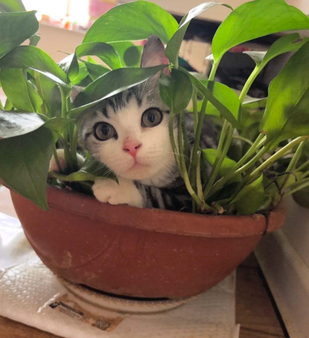 A wide-eyed tabby-and-white kitten peeks out from a terra cotta pot filled with lush green pothos leaves, looking directly at the camera. The image's juxtaposition of an innocent, curious cat hiding in a planter creates an ironic contrast to the post's discussion of autonomous "clankers" and crypto signal analysis—a playful reminder that not everything online is what it claims to be, much like the kitten pretending to be a plant.