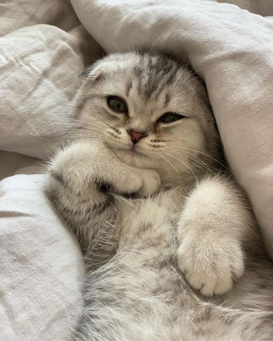 A tabby and white cat lying on its back on rumpled white sheets, looking at the camera with half-closed eyes.