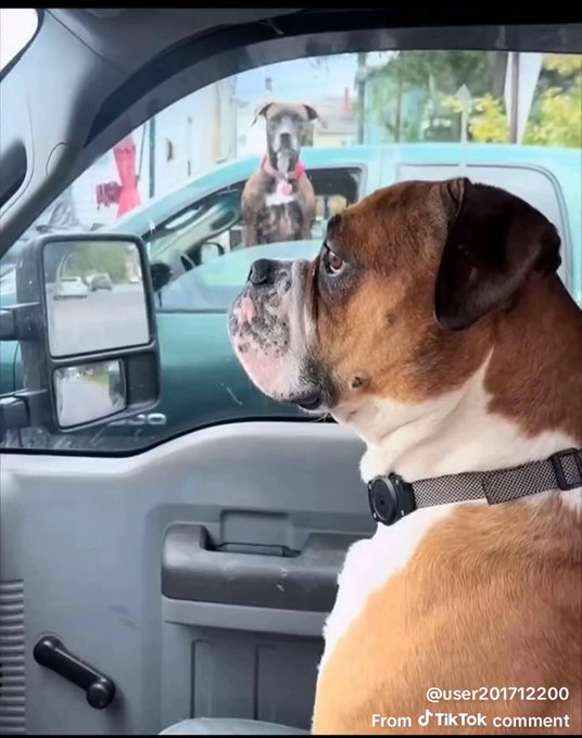 The image shows a brown and white boxer dog wearing a tracking collar, sitting in a truck and looking out the window at another dog standing outside on the road. Text from a TikTok comment reads "@user201712200 From TikTok comment," paired with the caption comparing the dog's stoic, unbothered expression to someone calmly handing over a "wallet" after making $40M.