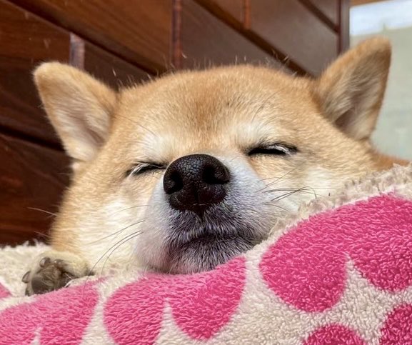 A Shiba Inu named Ema, age 5, peacefully dozes with closed eyes, tucked cozily under a pink and cream patterned blanket. The image perfectly captures the "Dozy~" mood described in the post, showing her blissful, sleepy expression.