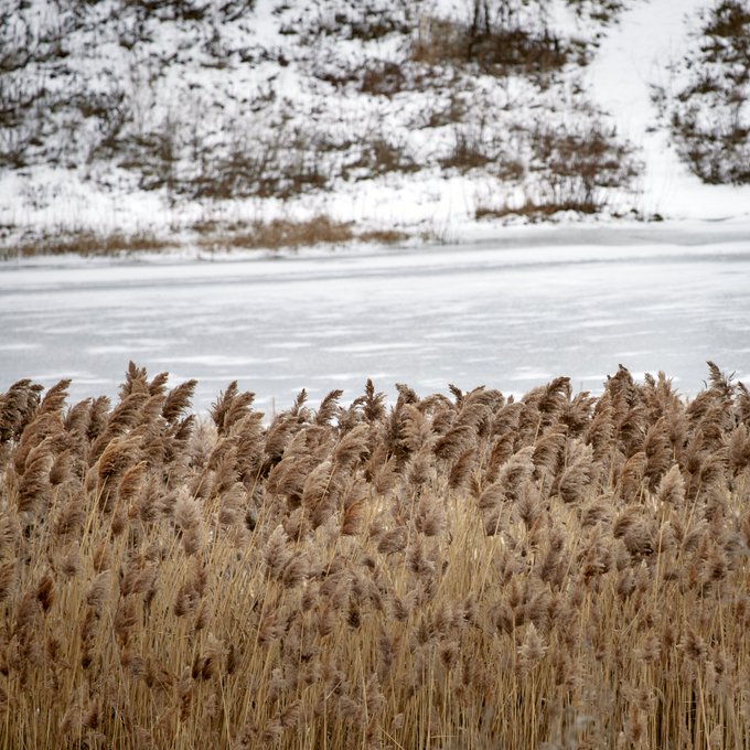 Tall, golden-brown reeds sway in the foreground against a backdrop of a frozen, snow-covered lake and a snowy hillside with sparse vegetation.