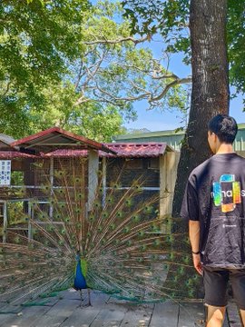 The image features a man standing next to a peacock with its tail spread wide open. The peacock's vibrant colors contrast beautifully against the backdrop of trees, creating an eye-catching scene. In the background, there are buildings that add depth to the image and provide context for the location where this moment took place. The post congratulates the man on securing funding for his company, which is named after him - Renaiss More.