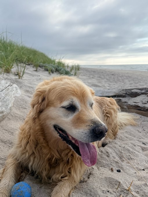 A happy golden retriever relaxes on a sandy beach with its tongue out and a blue ball nearby, capturing the carefree summer vibes the post wishes its audience. The sunny coastal scene contrasts with the post's reflective tone about market patience and the Coldcard hack, offering a peaceful escape from the worries of crypto and hardware security.