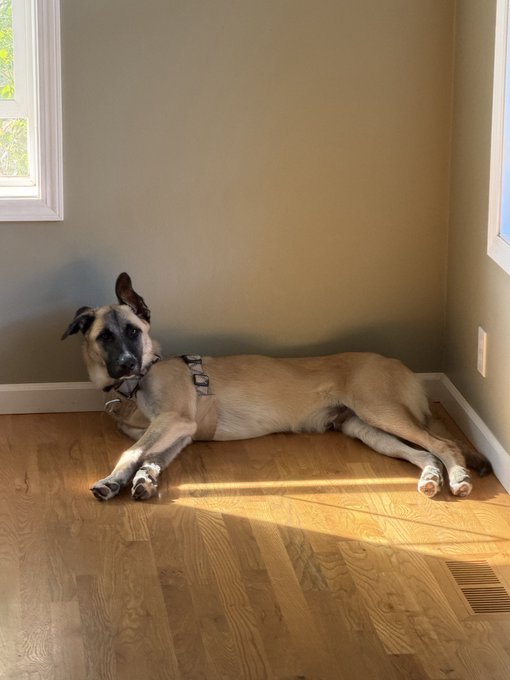 A dog lounges relaxed on a hardwood floor in a sunlit corner, looking at the camera. The “Havoc mode” caption jokes that the calm-looking dog looks ready to stir up some chaos.