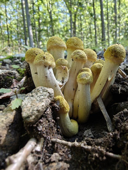 A cluster of small mushrooms with yellowish-green caps and white stems grows from the forest floor surrounded by leaves and rocks.