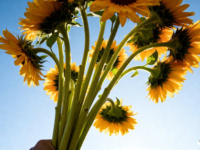 A low-angle view of a bouquet of bright yellow sunflowers being held up against a clear blue sky, showing the green stems and the undersides of the flower heads.