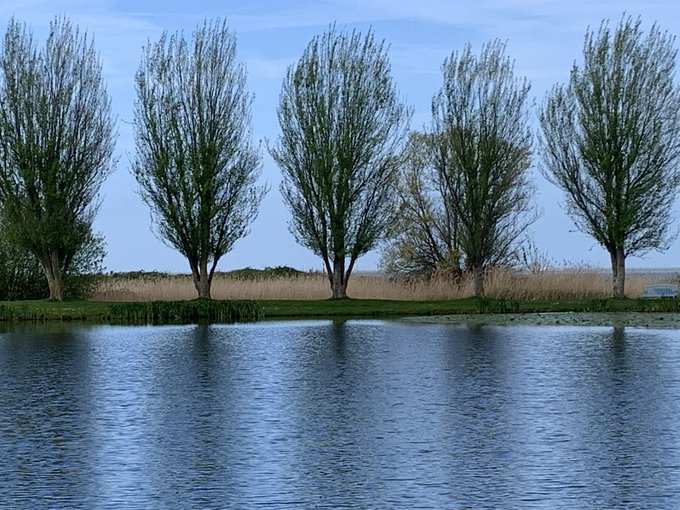 A serene landscape photograph showing a row of five tall trees along a grassy bank beside a calm body of water under a light blue sky.