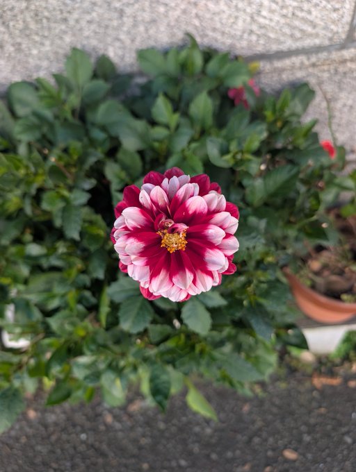 A close-up photograph of a vibrant red and white dahlia flower with a yellow center, blooming among green leaves in a garden setting.