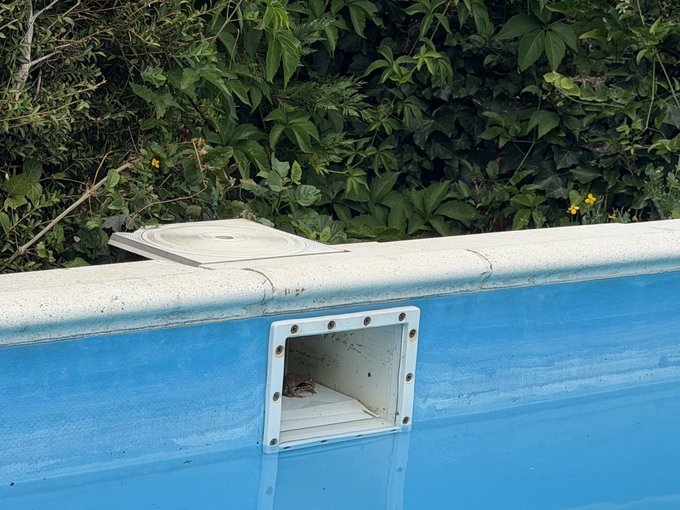 A blue swimming pool features a white skimmer opening with a cat resting inside the recessed compartment, bordered by lush green foliage.
