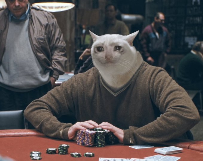 A cat in a brown sweater sits confidently at a poker table with stacks of chips, humorously personifying the "$CASHCAT" token referenced in the post about its growing holder base and upcoming listing.