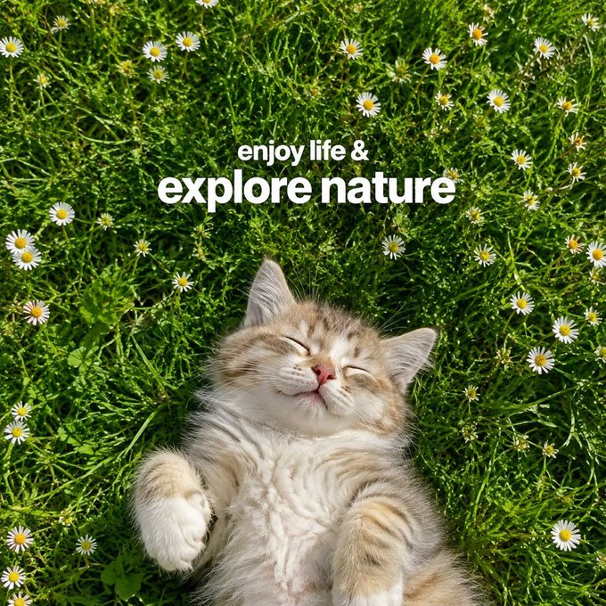 A fluffy cat sleeping peacefully in a field of daisies with the text 'enjoy life & explore nature' displayed above it.