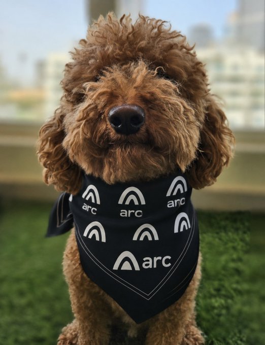 Photo of a curly brown dog wearing a black bandana with the 'arc' logo pattern, sitting outdoors with a blurred cityscape in the background.