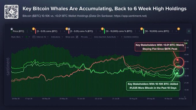 A Santiment chart titled 'Key Bitcoin Whales Are Accumulating, Back to 6 Week High Holdings' showing BTC 10-10K vs <0.01 BTC wallet holdings, with annotations indicating key stakeholders with <0.01 BTC staying flat since the $87K peak and 10-10K BTC holders adding 41,025 more Bitcoin in the past 10 days.