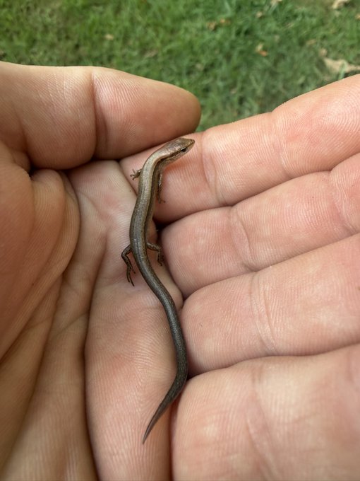 A tiny brown skink lizard rests on the palm of a person's hand against a grassy background.