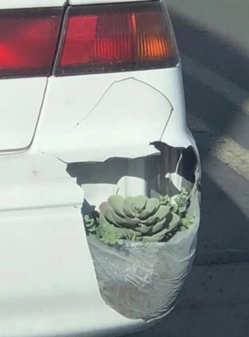 A humorous photo shows a white car's taillight area where a section of the bumper has been torn open and a small potted succulent plant wrapped in plastic has been wedged inside the damage.