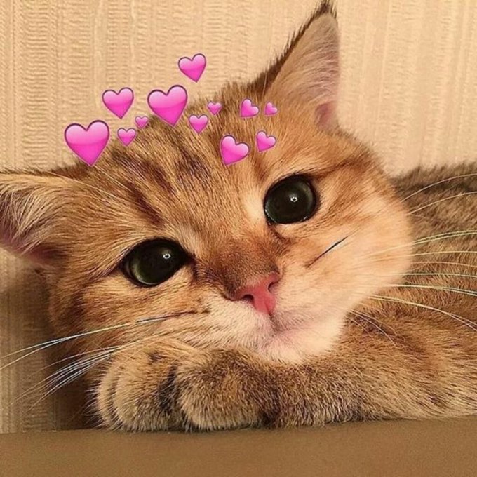 A close-up of an adorable orange tabby kitten with large eyes, adorned with pink heart emojis floating above its head.

The image relates to the post by conveying an affectionate, cute tone—the kitten with floating hearts serves as a friendly, welcoming visual to encourage community members ("anh em") to engage with "Build X" for their evening shift, matching the post's warm call-to-action to connect and interact.