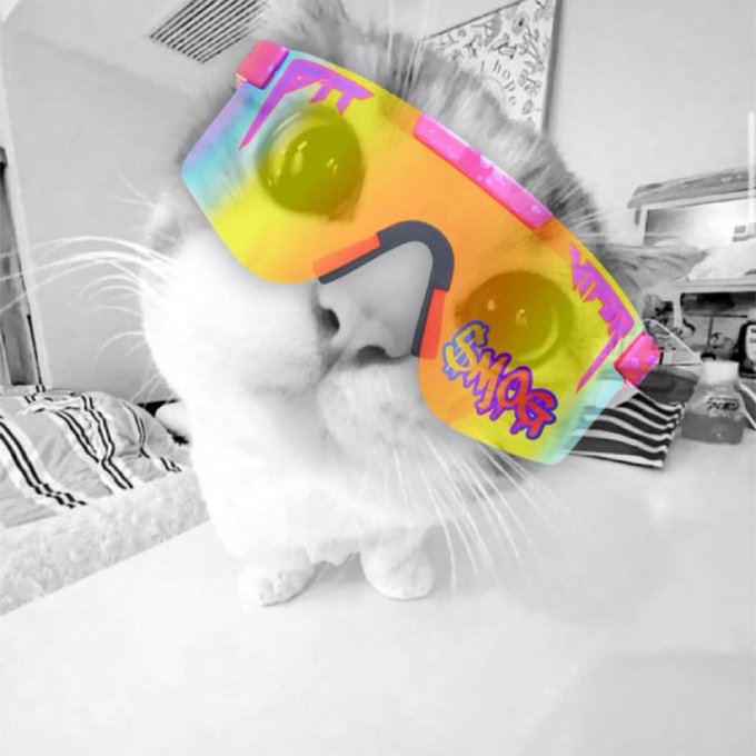 A black-and-white photo of a fluffy cat wearing oversized, neon tie-dye shutter shades with "Slay 1993" written on them, perfectly embodying the playful "moggish" vibe of feline sass and attitude.