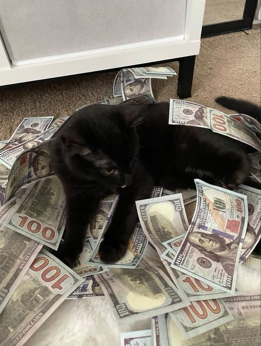A black cat lounges comfortably on a carpet that is entirely covered with scattered US hundred-dollar bills, including one placed on its back.