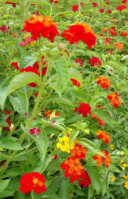 A vibrant close-up photograph of a garden full of red, orange, and yellow lantana flowers with green foliage.
