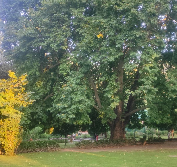 A large, lush green tree dominates a park scene, with a yellow-leaved tree on the left and small figures of people visible in the background near a pathway.