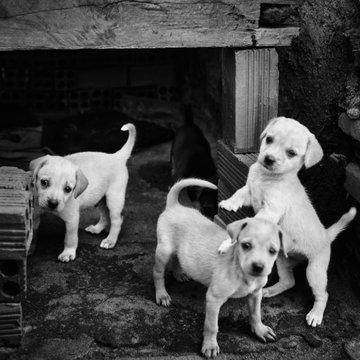 A black and white photograph of three young puppies standing on a stone/concrete surface, looking toward the camera.