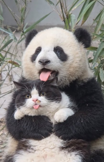 A panda and a black-and-white cat sit closely together against a bamboo background, both sticking their tongues out playfully.