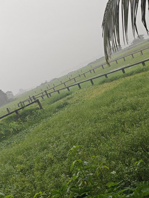 A misty, overcast outdoor scene showing a grassy pasture with a wooden fence and grazing animals, framed by palm fronds in the foreground.
