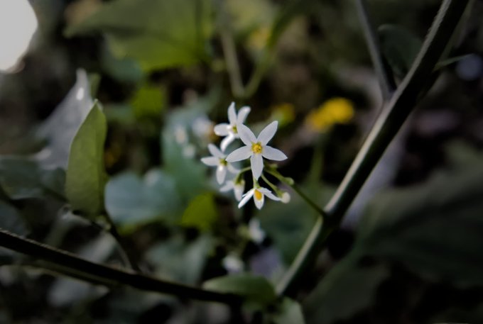 A close-up photograph of small white star-shaped flowers with yellow centers blooming on a plant in a garden setting.