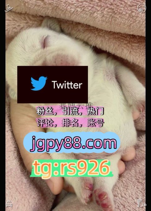 The image features a close-up of a person's hand holding a small white puppy on a pink blanket, with overlays promoting Twitter-related services including "jgpy88.com," "tg:rs926," and Chinese text mentioning fans, traffic, rankings, and accounts.

The caption relates to the accompanying post by advertising social media growth services and digital marketing tools for platforms like Twitter, Facebook, and Instagram, using the adorable puppy image as eye-catching background content to attract engagement for these promotional offerings.