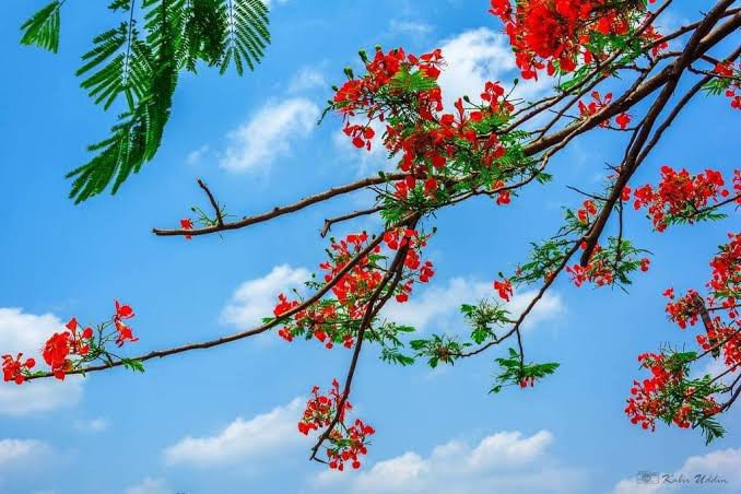 A vibrant photograph of red flowers blooming on tree branches against a blue sky with fluffy white clouds.