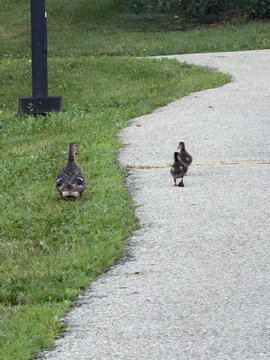 Two ducks, one on grass and one on an asphalt pathway, near a black pole in an outdoor park-like setting.