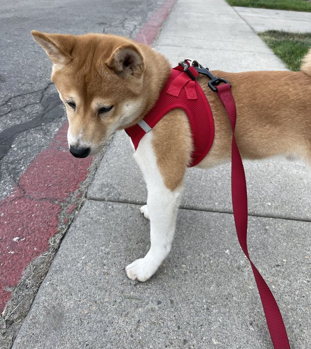 A Shiba Inu dog wearing a red harness and leash stands on a sidewalk, looking downward.