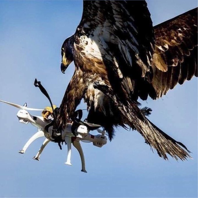 A large bird of prey, likely a hawk or eagle, swoops down and clutches a white drone with its talons mid-flight against a clear blue sky. The image visually parallels the post's text, depicting a predatory strike that humorously suggests overpowering or "taking down" the "fortnight kids" in a financial scheme.
