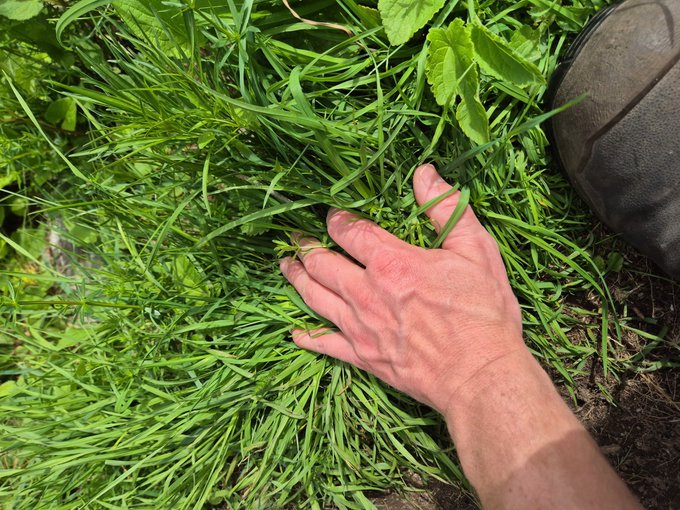 The image shows a person's hand resting on top of some grass, with their fingers spread out. In the background, there are two other objects - one black shoe and another green plant. The photo also contains text that reads "Have a nice day! $dog". This suggests that someone has taken a picture of this scene to share it with others or for personal enjoyment.

The person's hand is positioned in such a way that the fingers are spread out, giving an impression of relaxation and leisure. The black shoe and green plant add visual interest to the image, creating a sense of depth and context. Overall, the photo captures a moment of tranquility and connection with nature.