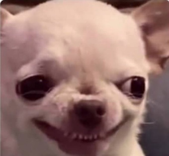 Close-up of a small cream-colored chihuahua with an exaggerated toothy grin and wide dark eyes, set against a blurred background.