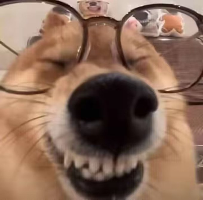 A close-up photo of a golden retriever's nose and teeth with eyeglasses perched on its head, humorously used to illustrate a post listing multiple September 14 NFT mint events with various times, totals, and prices from collections including IN00VA, Glrtch, PROTECTORSrobin, and insomnusxyz.