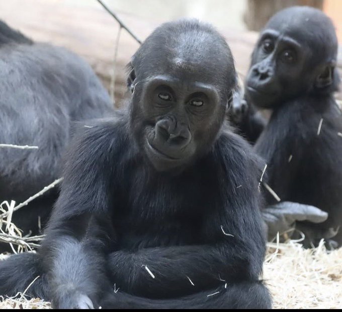 Two gorillas sit together, with the front one looking directly at the camera with a slight smile.