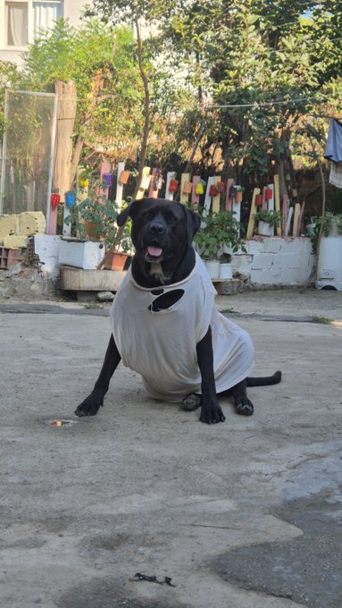 A black dog wearing a gray t-shirt sitting on a concrete surface outdoors, with potted plants and a fence visible in the background.